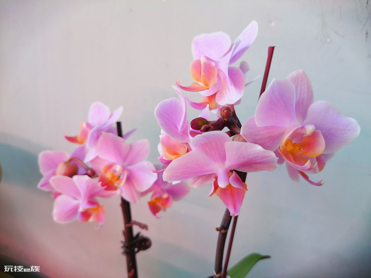 耐阴又容易开花的植物排名(非常耐阴的10种开花植物图片)-图片7